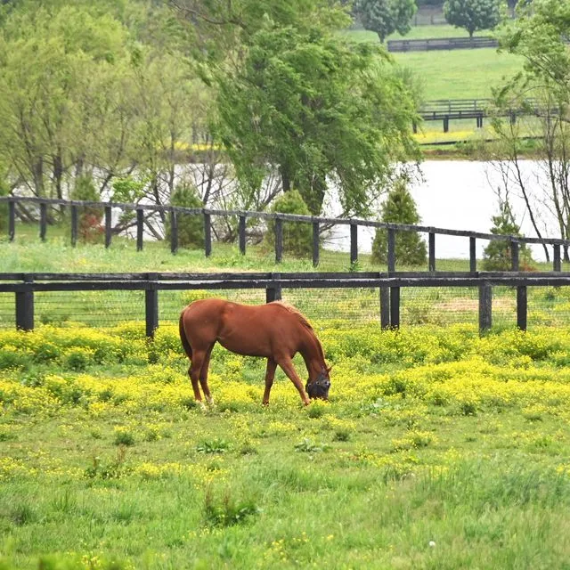 thumbnail for publication: Weed Management in Pastures and Rangeland—2024